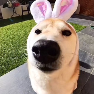 Милые животные