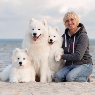 Самоеды питомник «Из Московской Метели»