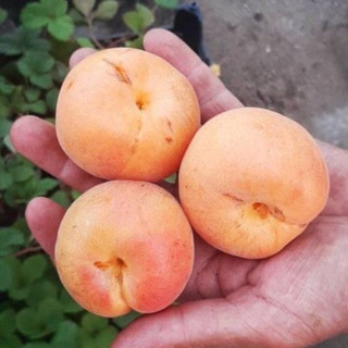 Частный селекционный питомник Голубевых