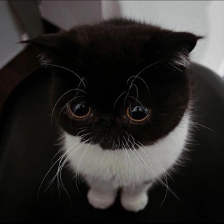 синабон фан пейдж