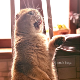 Gold Бусильда