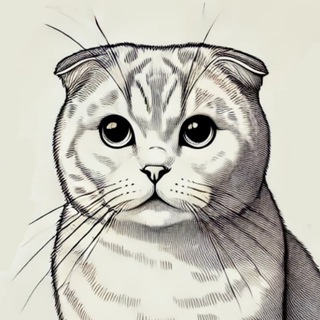 Шотландский кот: инструкция по эксплуатации