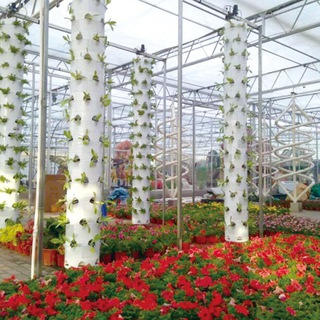 Растения на гидропонике и не только