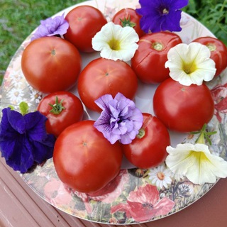 🍅 ЛАТЫШ и Ко.