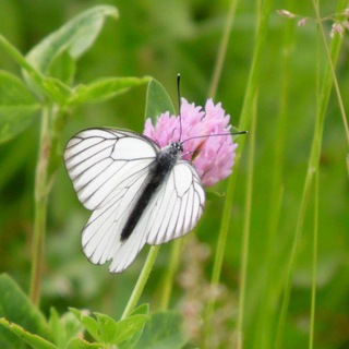 Сельские зарисовки 📒