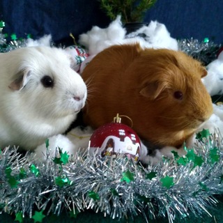 Selebrity_Pitomnik_cavia_sg