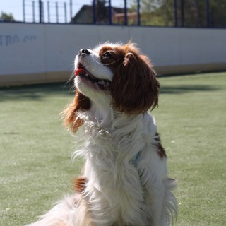 днᴇʙниᴋ ᴄᴇʍᴇчᴋи