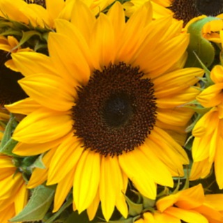 Семечки | юмор приколы шутки