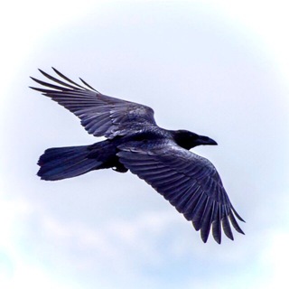 Пошлите вóрона