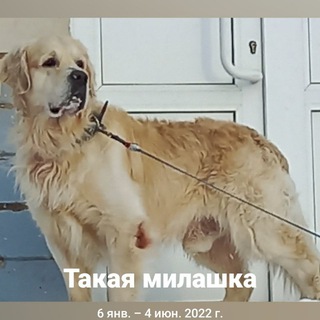 Сергей Швецов