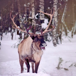 Ферма «Северный олень»