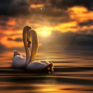 🦋🥀SEVGI 🥺SOHILI 🦋🥀