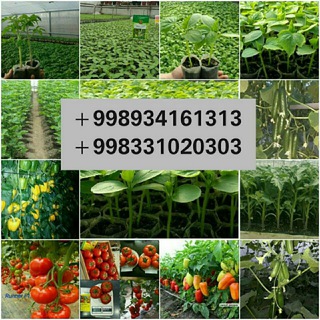 Issiqxona uchun: Qurish, katyol, isitish radiyatorlar va ko'chatlar