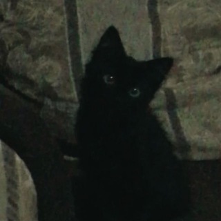 фортуна) 🎱🕷