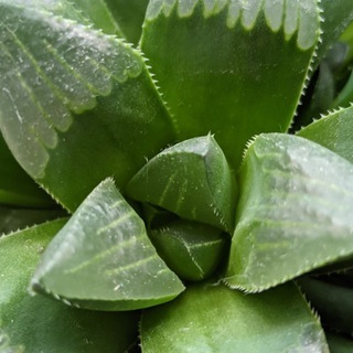 sGarten сад 🌵 суккуленты