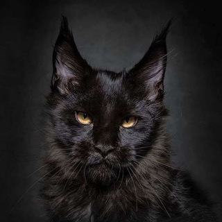 𝚂𝚑𝚊𝚖𝚊 𝙻𝚊𝚖𝚊シ