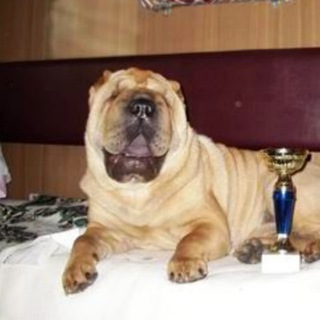 Шарпей. Питомник Шат Шьюн, РКФ, Москва