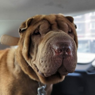 Sharpei_help