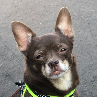 Шеба Шика Шоко Браун