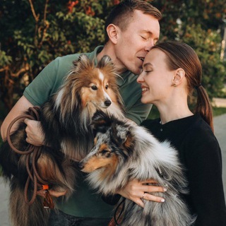 Жизнь с шелти, как она есть 🐾