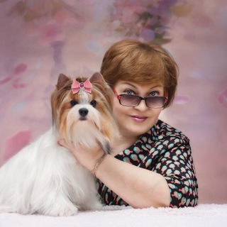 Питомник ВИП АЛЕКС ФАМИЛИ (биверы, шоколадные Йорки, мальтипу, пудель)