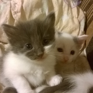 Шерстяной кипиш