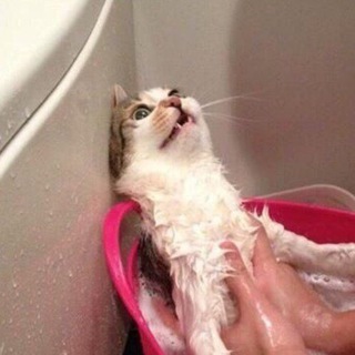 Шерстяные ублюдки