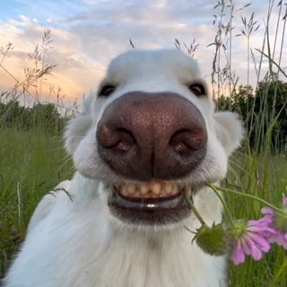 Шерстяной дружок