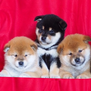 Питомник сиба ТАДАИМА/ щенки сиба