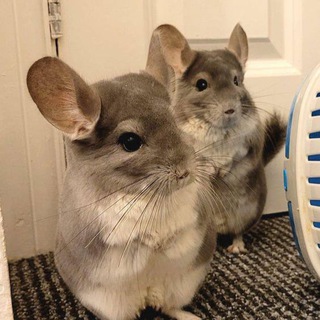 шиншила в роблоксе