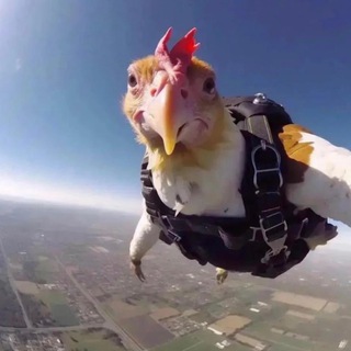 шиза которую я ловлю