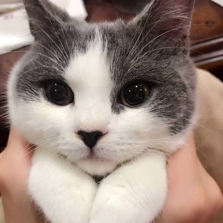 Шкодливые Лапки 🐾