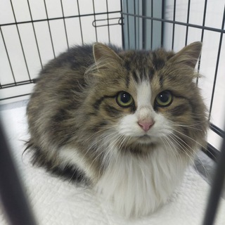 Shnurokkkk_and_helporange