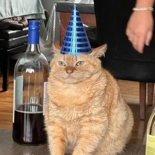 А покажи своего кота!!!