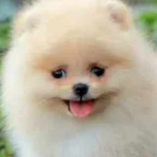 шпицы каждый день