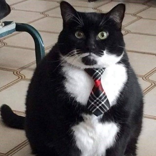 Слоновые попрыгунчики