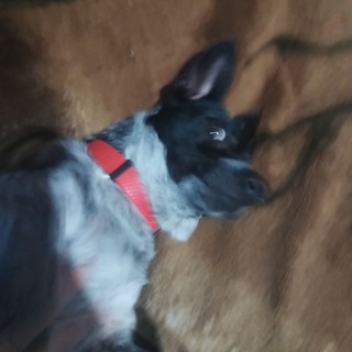 шуккетсу🧩