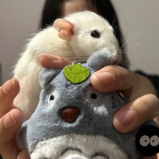 ShuraProger – игры, нигры, стримы