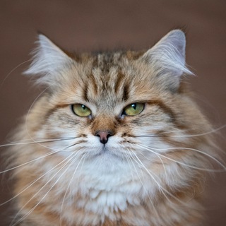 Сибирские котята и кошки питомник Vivalavita*RU