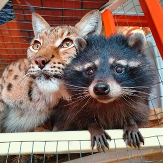 Сибирский Зоопарк