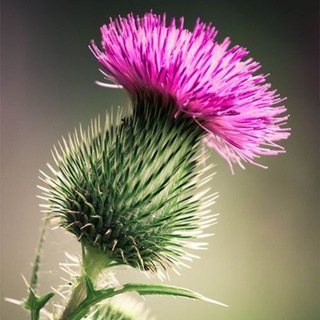 Травы Сибири