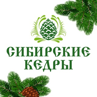 Сибирские кедры