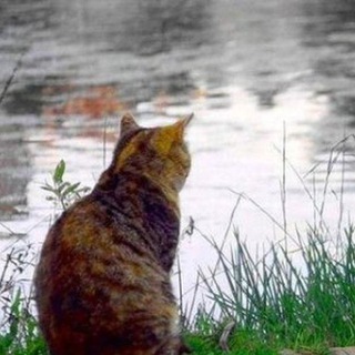 Сидящие на берегу