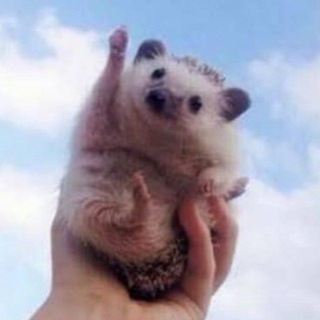 🦔해외뉴스_그룹
