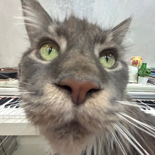 шура мегалодон