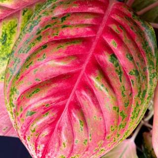 💚Катины цветочки💚