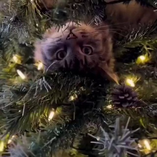 🎄🎁Сись🎁☃️