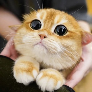 Скидочку сделате?