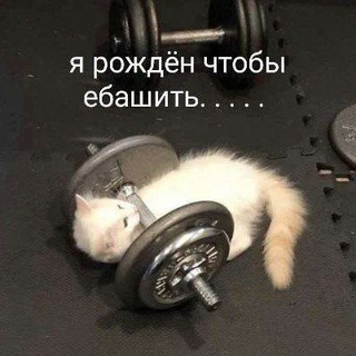 конура скирзляки🙊