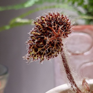 Ведьмина нора